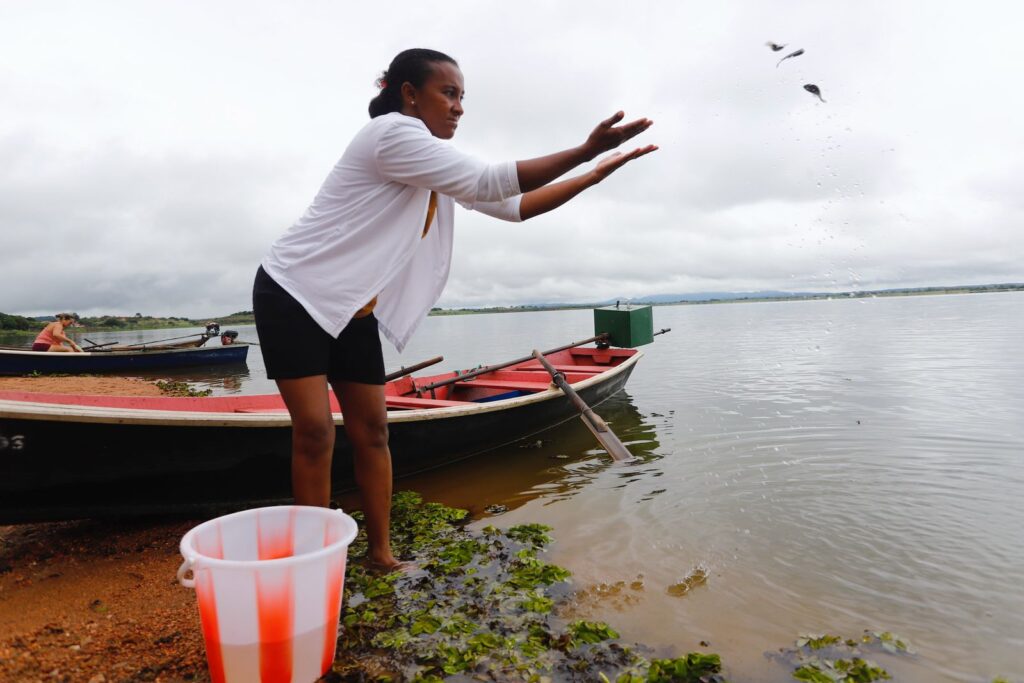 O Governo do Ceará, por meio da Secretaria da Pesca e Aquicultura, realizou a distribuição de 100 mil alevinos de tilápia no Açude Lima Campos, localizado no município de Icó