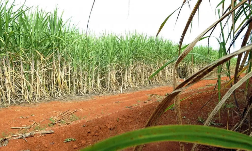 superenzima descoberta CNPEM (Centro Nacional de Pesquisa em Energia e Materiais) biomassa biorefinarias bagaço cana-de-açúcar