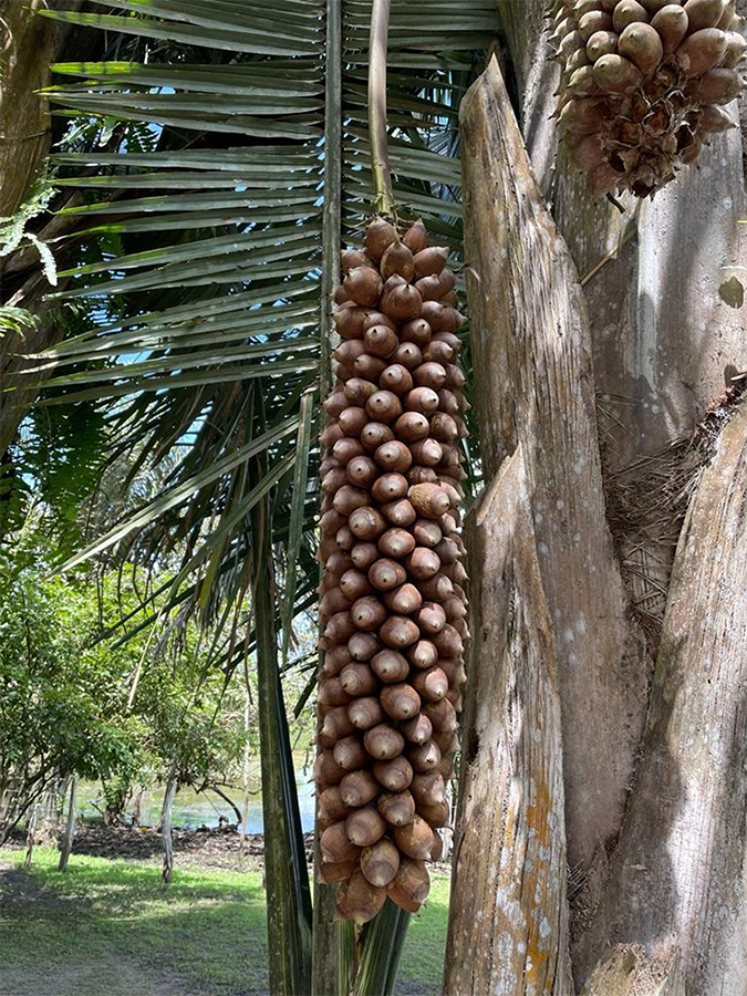 Embrapa alimentos à base de babaçu