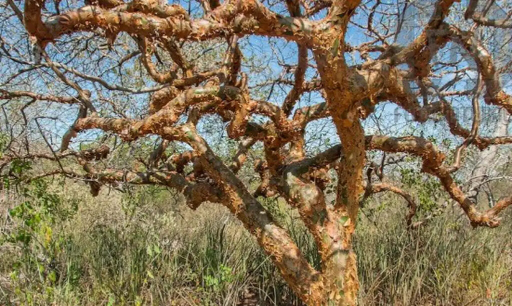 Árvore de umburana, planta da Caatinga que pode ser usada no combate ao mosquito Aedes aegypti