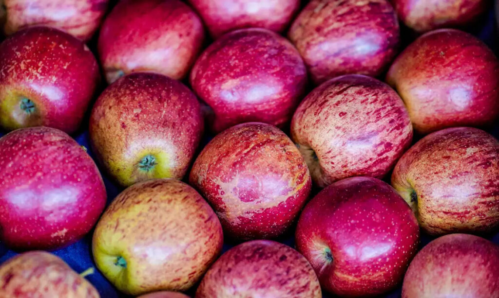 maçã exportação frutas brasileiras Conab