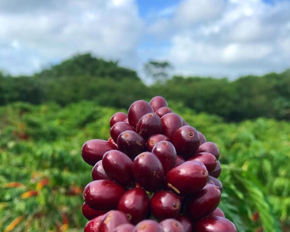 café conilon Bahia