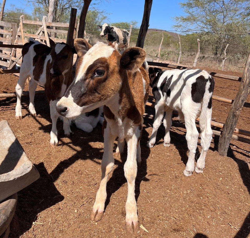 Adagro Pernambuco cadastro rebanhos prazo