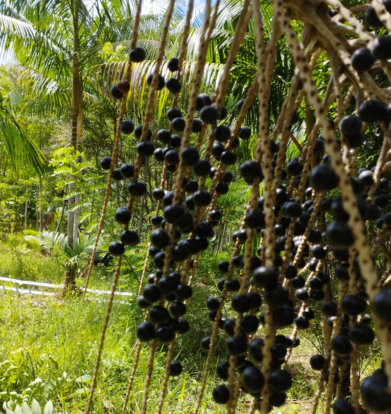 açaí