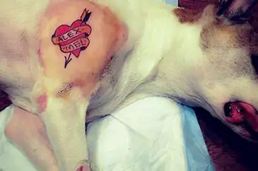 Governo sanciona lei que proíbe tatuagens e piercings em cães e gatos
