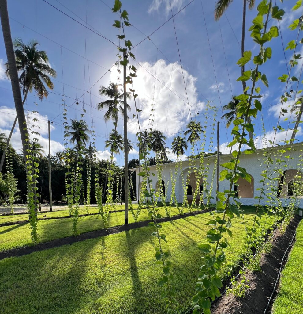 Fazenda Cervejeira, em Maceió, planta lúpulo à beira-mar