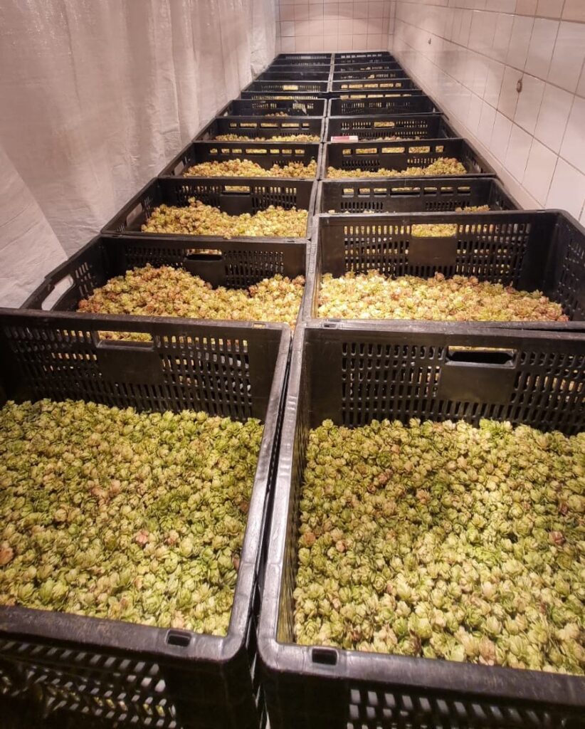 Produção de lúpulo cultivado em União dos Palmares
