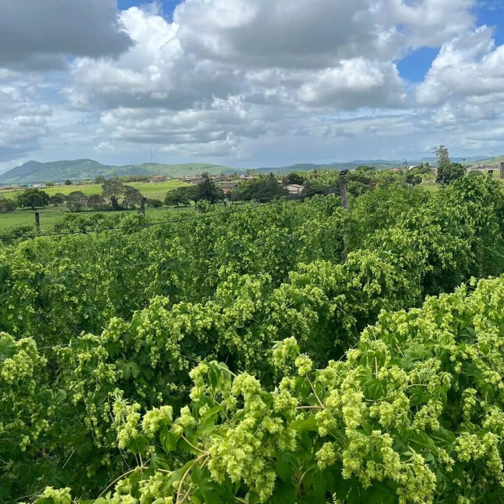 Lúpulo cultivado pela Hop is All, em União dos Palmares