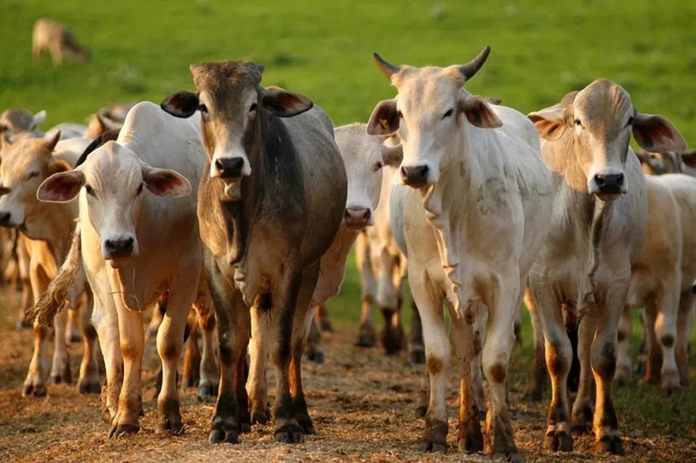 Pecuária de corte em Alagoas, Sergipe e Pernambuco tem potencial de crescimento
