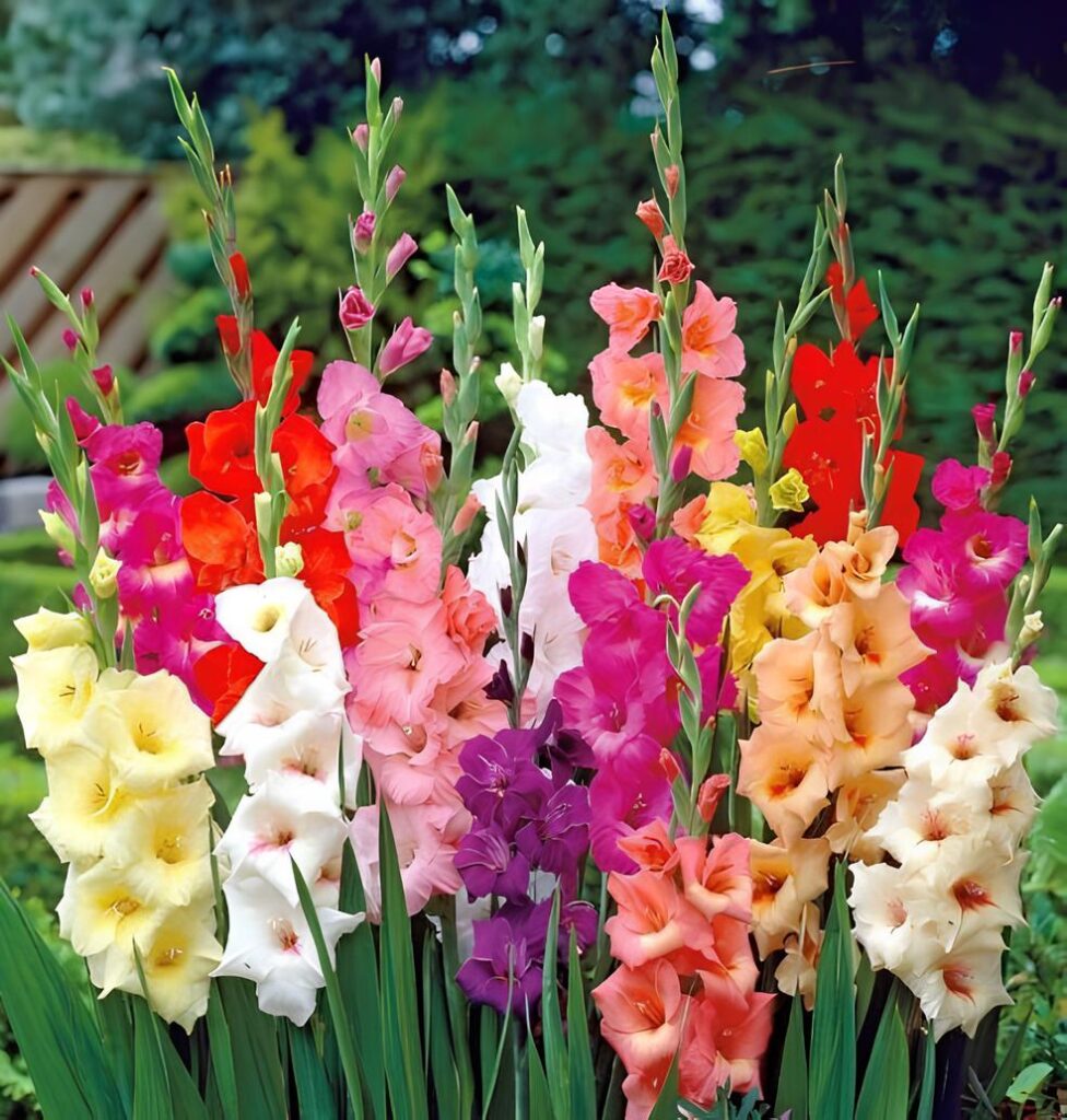 Com apoio do Sebrae Alagoas, plantio de flores temperadas busca inserir pequenos produtores locais no mercado de flores ornamentais gladíolos