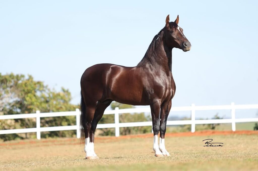Cavalo Quantum de Alcatéia morreu com quadro de intoxicação e era avaliado em R$ 12 milhões. Cavalos