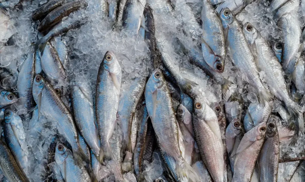Peixes. Foto: Rafa Neddermeyer/Agência Brasi
