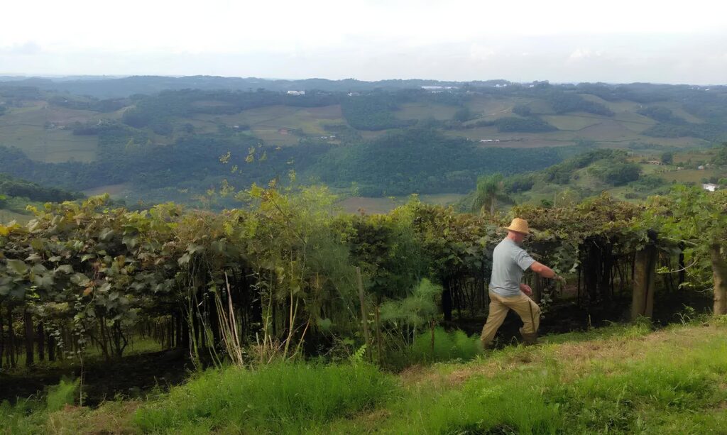 agronegócio propriedade rural Declaração do Imposto sobre a Propriedade Territorial Rural (DITR)