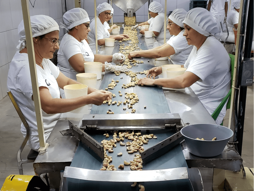 Processo de produção das castanhas de caju é mecanizado e obedece as normas sanitárias. Foto: Onvi/Divulgação