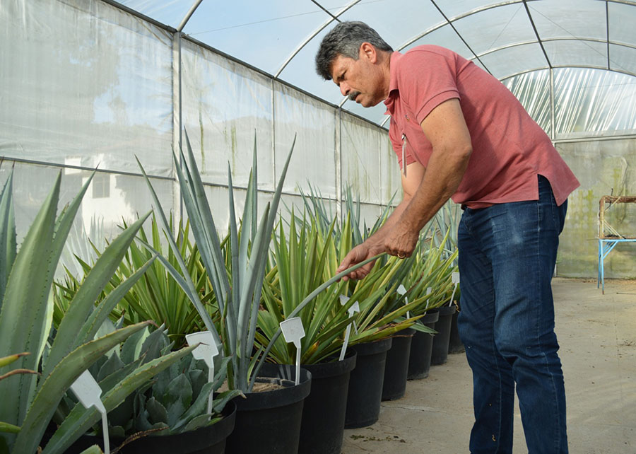 Embrapa: projeto Agave na produção de etanol, sequestro de carbono e ração animal nas condições do Semiárido brasileiro