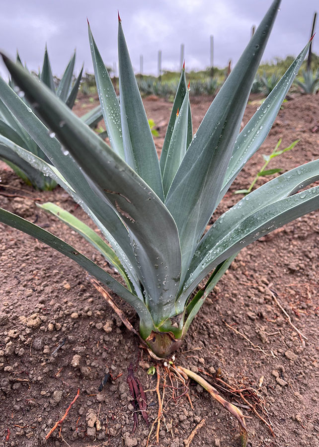 Planta da tequila do Mxico, agave azul pode virar etanol e rao no  Nordeste