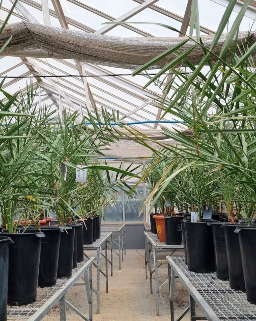 Bahia terá projeto de US$ 4 milhões para cultivo de tâmaras no semiárido