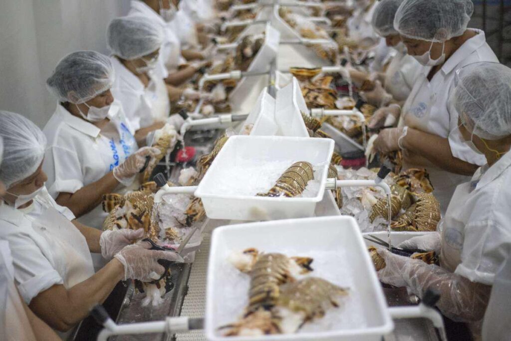 A lagosta está entre os pescados mais exportados para os EUA - Foto: Divulgação/Governo CE