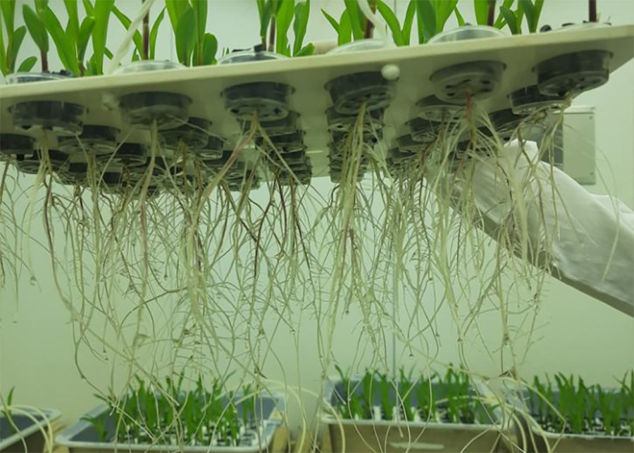 Bactéria da Caatinga origina bioinsumo que protege soja e milho da seca