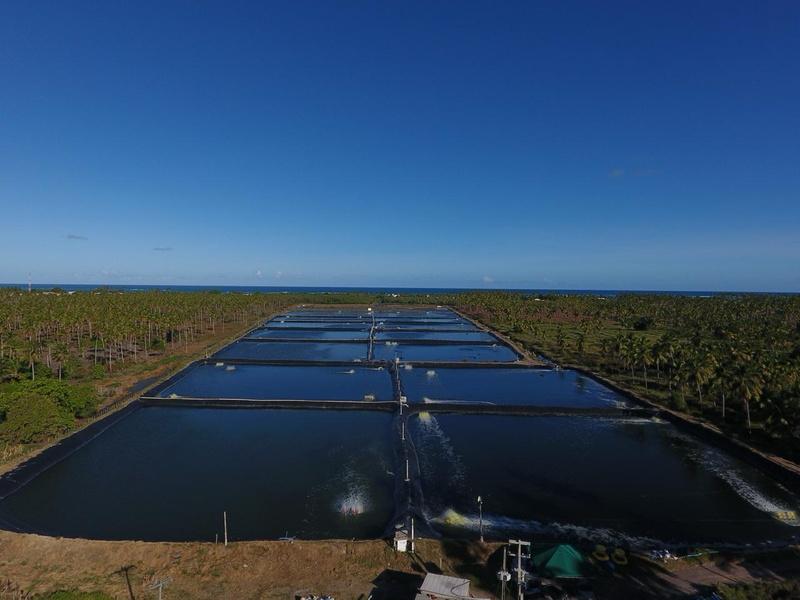 Tanques de camarão em fazenda de Maurício, em Maragogi, apresentam bons resultados após investimentos