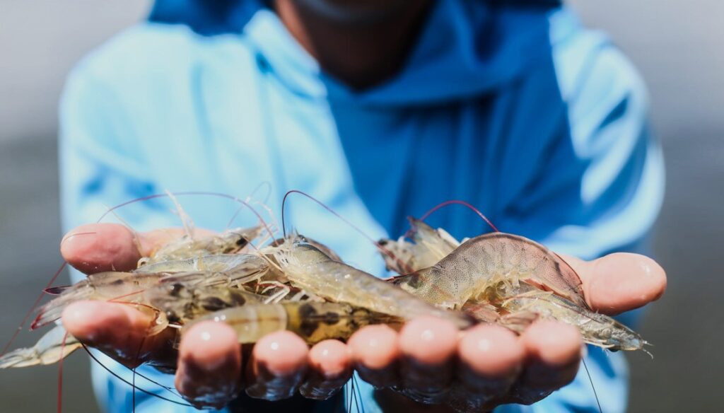 Produção de camarão em Maragogi tem impulsionado cadeia produtiva no estado