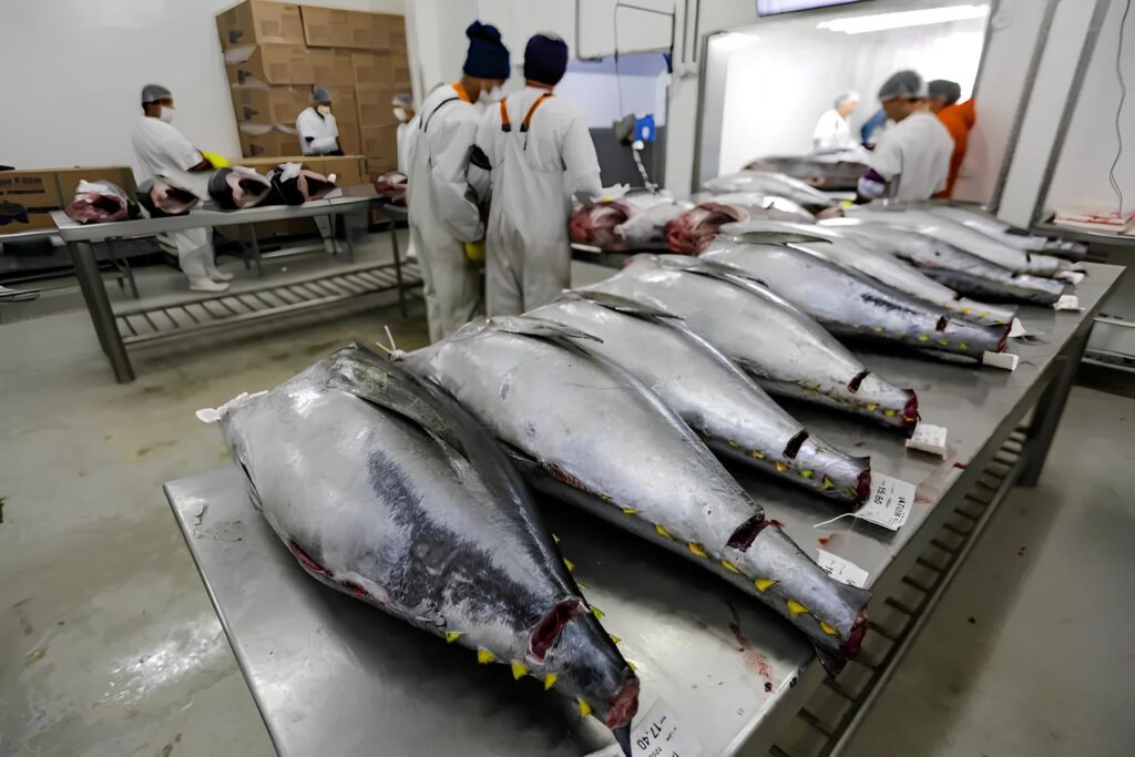 Pescados do RN e CE ficam fora do Brasil Soberano e setor teme perdas