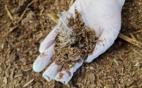 Cama de galinha é apontada como principal fator para proliferação da mosca dos estábulos