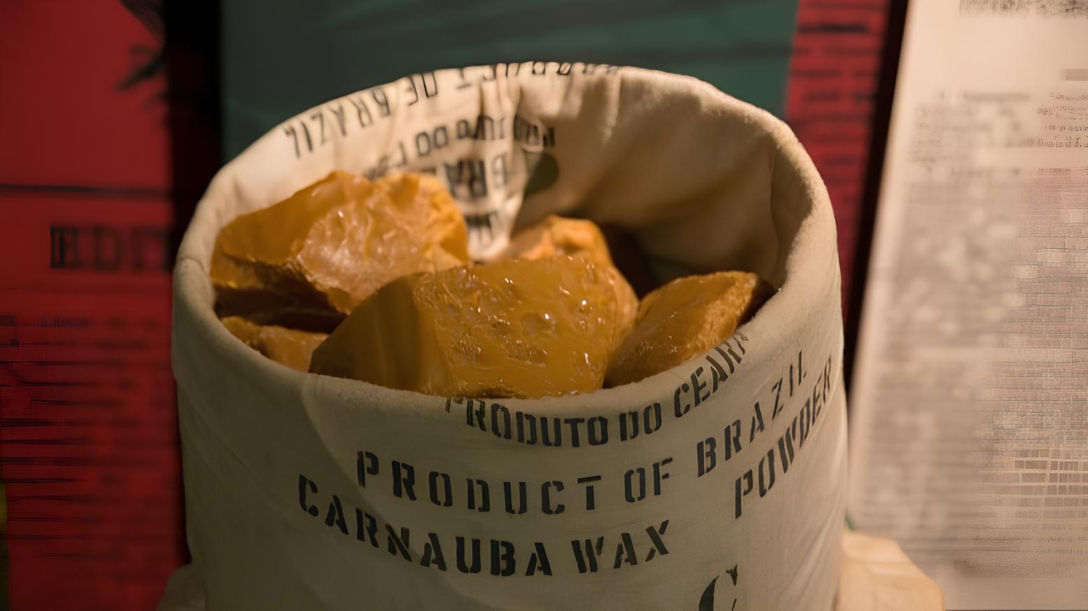 A carnaúba é usada na indústria de cosméticos, medicamentos e até em revestimentos sustentáveis para embalagens. Foto: Arquivo