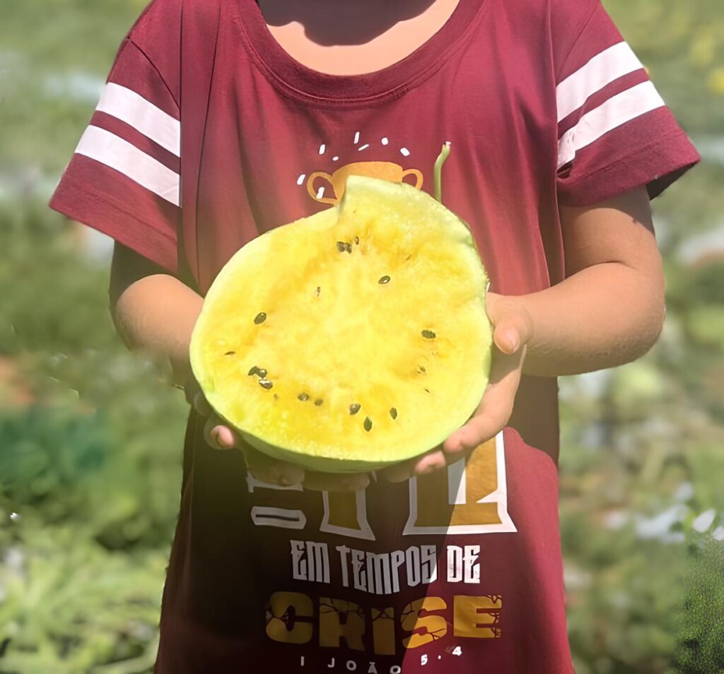 melancia amarela produção Aracati Ceará