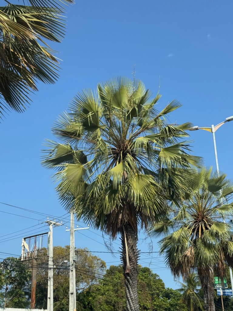 Extraída da palmeira carnaúba, típica do Ceará, a cera natural é insumo premium dos produtos Vonixx - Foto: Arquivo