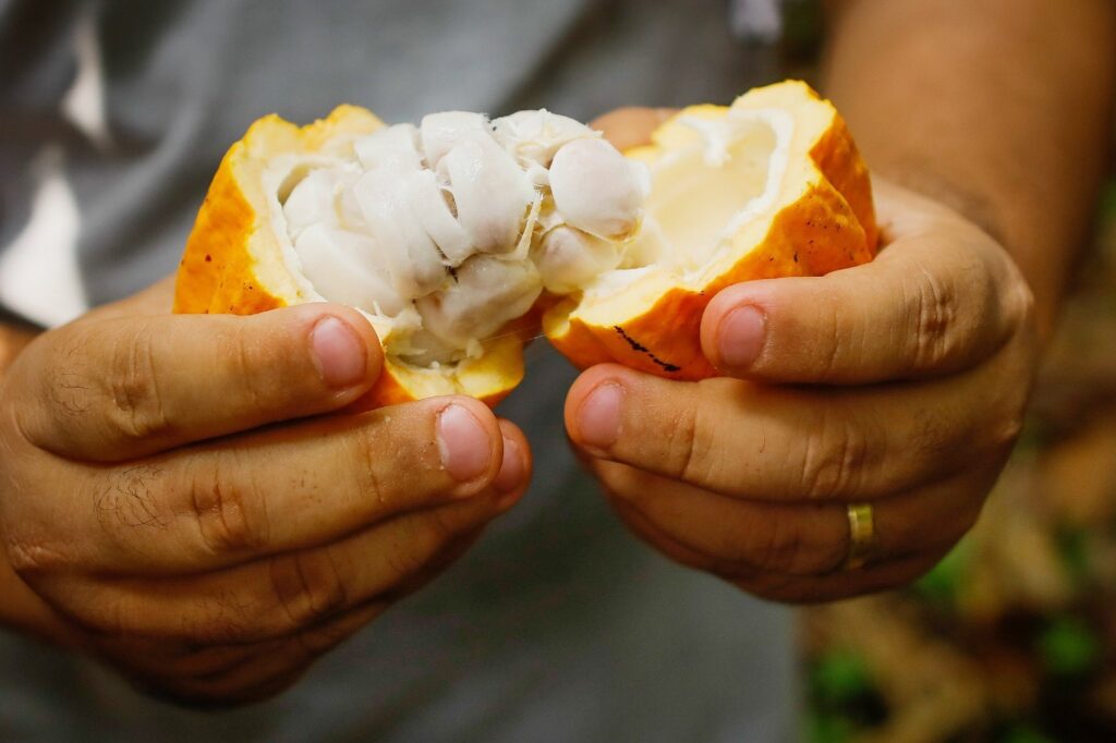 Bioeconomia na Bahia é uma das áreas com maior projetos do nordeste