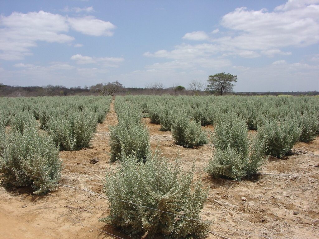 erva-sal Embrapa Semiárido projeto Sal da Terra