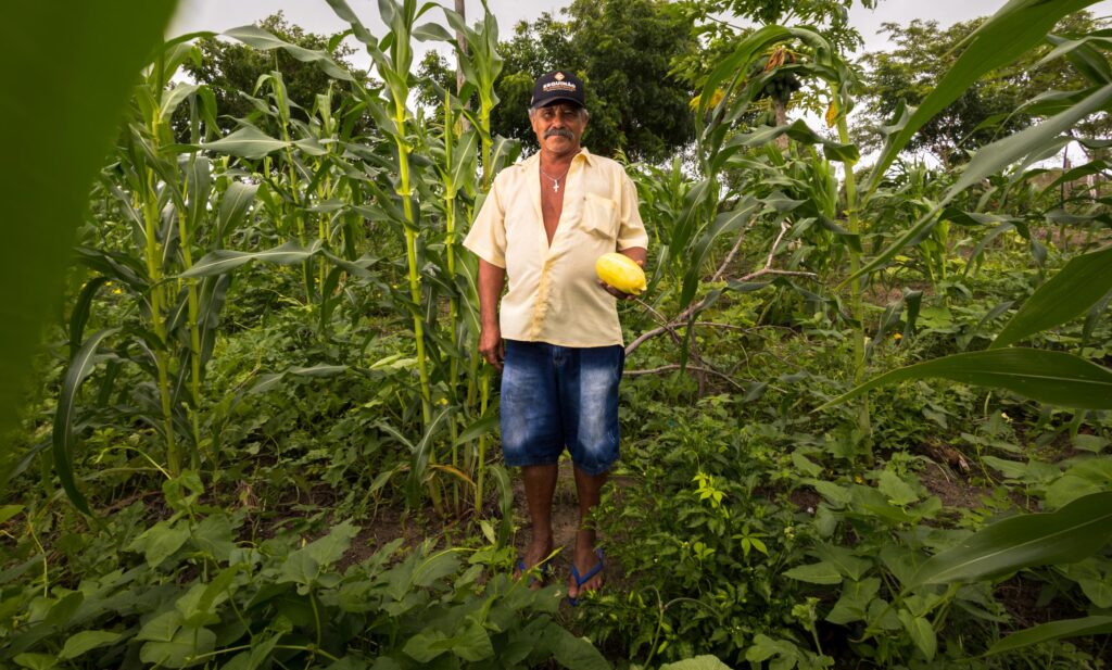 IBGE produção agrícola Alagoas