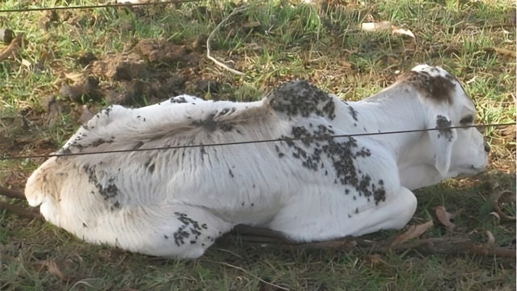 Mosca dos estábulos ataca gado do Brejo Pernambucano