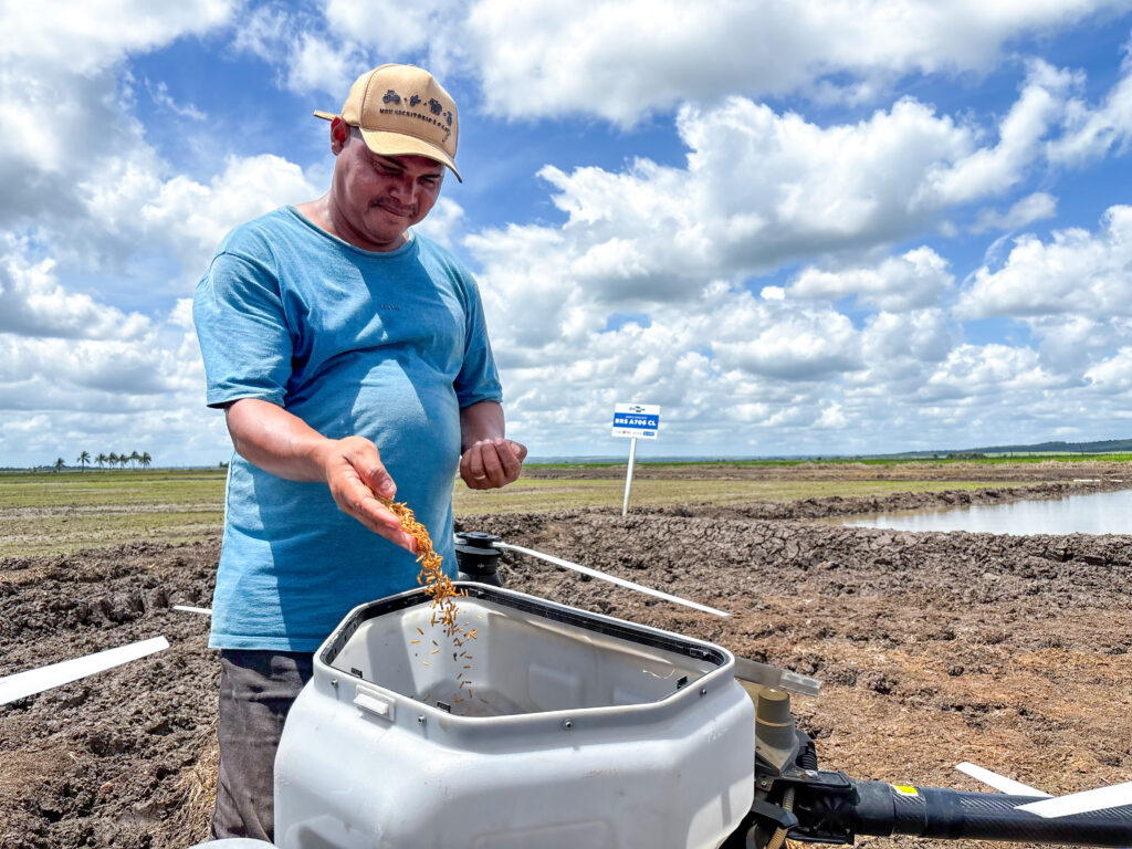 Técnica de produção de arroz pré-germinado é aposta para impulsionar produção em Alagoas 
