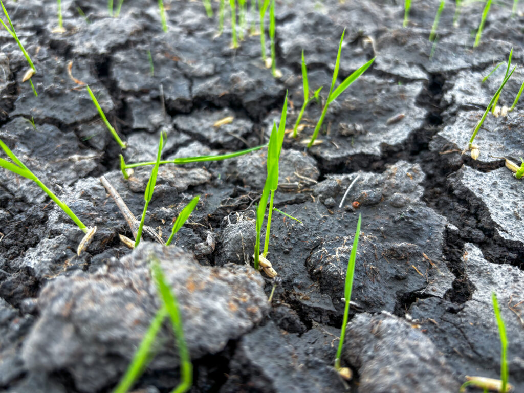 Arroz pré-germinado em unidade demonstrativa de Alagoas 
