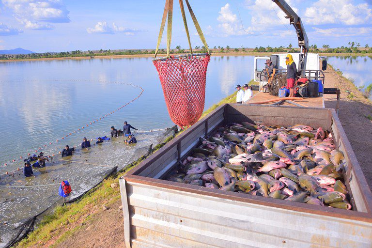 Nordeste avança 24% na aquicultura com tilápia em açudes e ostras no mar