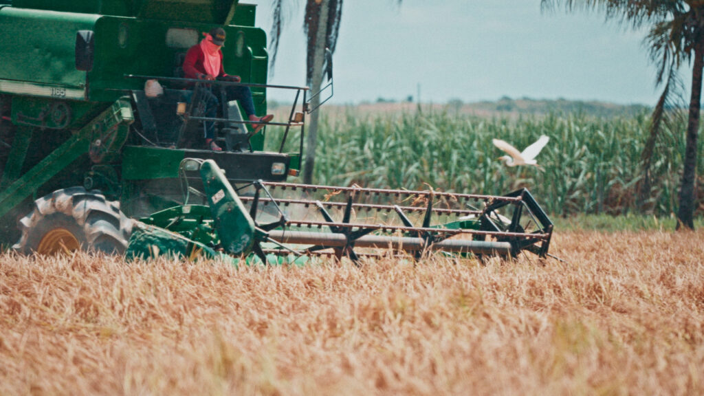 Agricultura em Alagoas Economia colheita de arroz