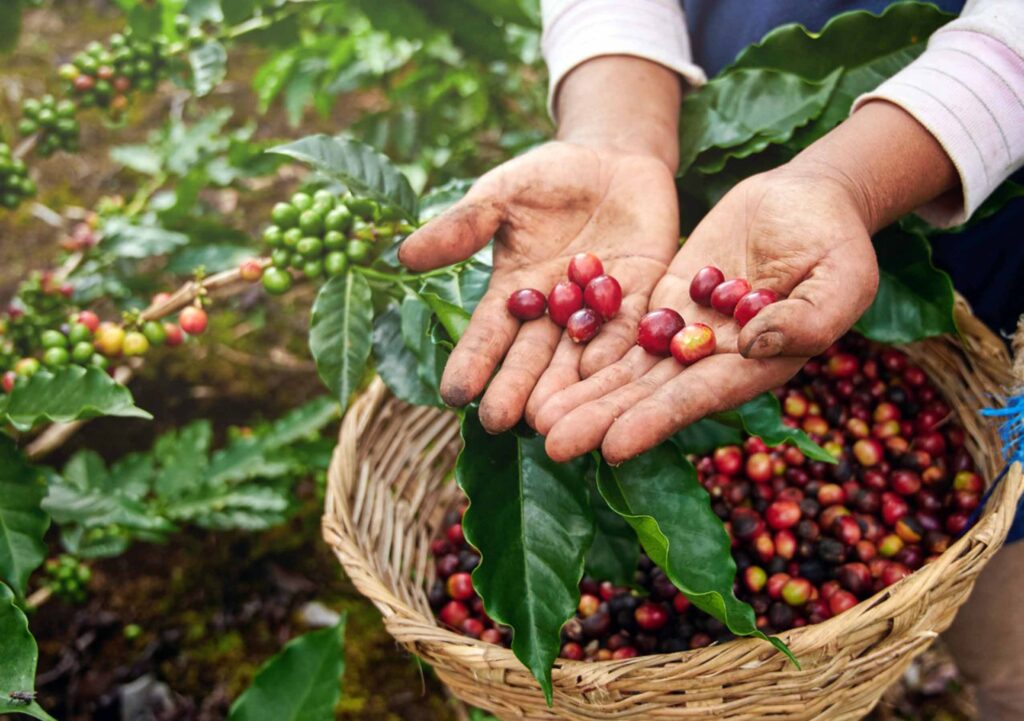 Colheita de café