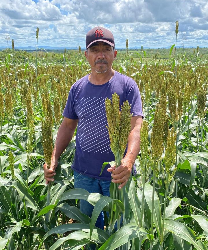 Produtor Manoel Messias em sua plantação de sorgo em Batalha, Alagoas