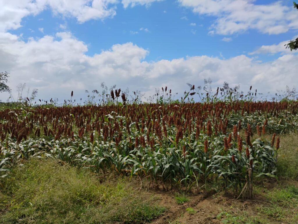 Plantação de sorgo em Batalha, Alagoas