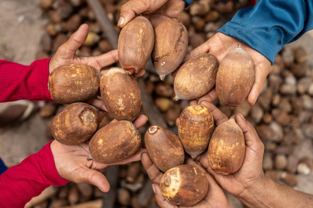 Bioeconomia nos cocais: indústria sustentável do babaçu gera renda e qualidade de vida