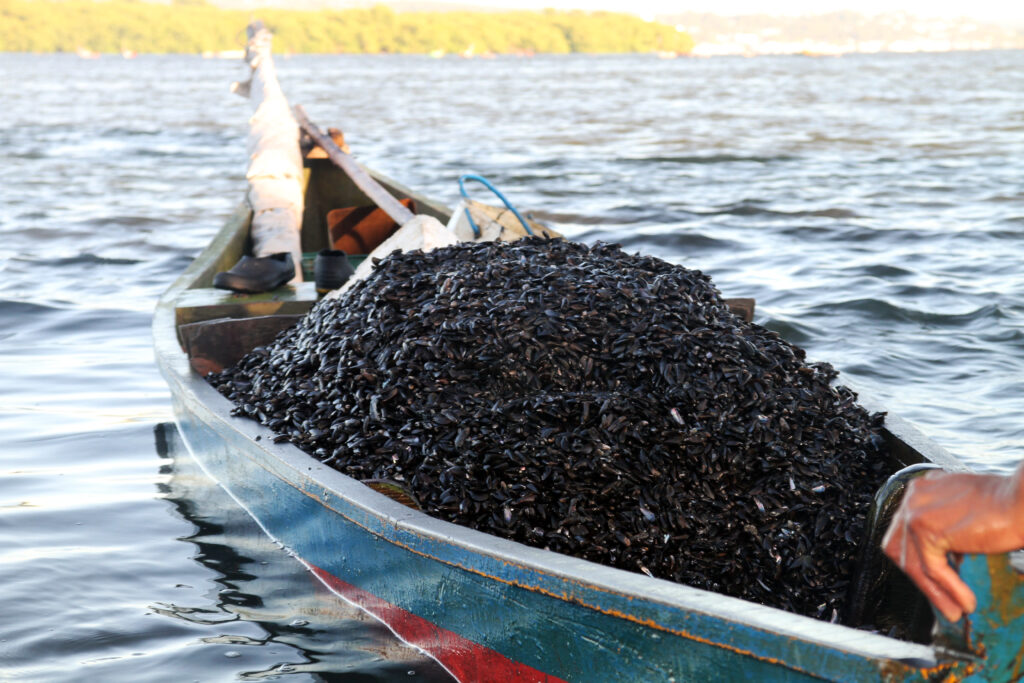 Pesca do sururu em Maceió