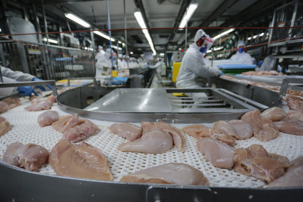 produção de carne de frango