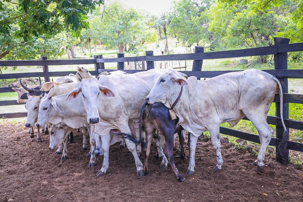 melhoiramento genético bovino Piauí