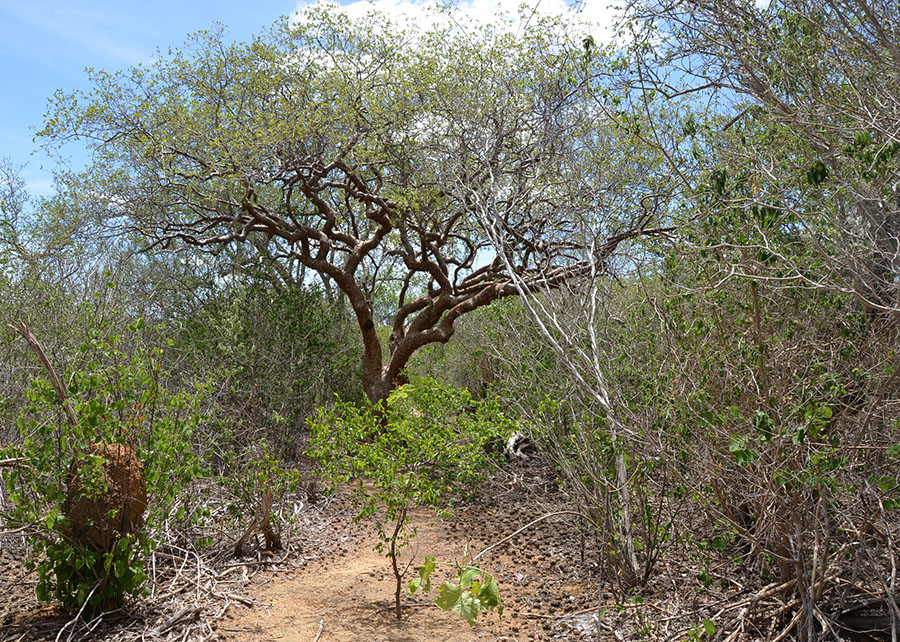 Bioherbicida à base de bactéria da Caatinga pode controlar invasora
