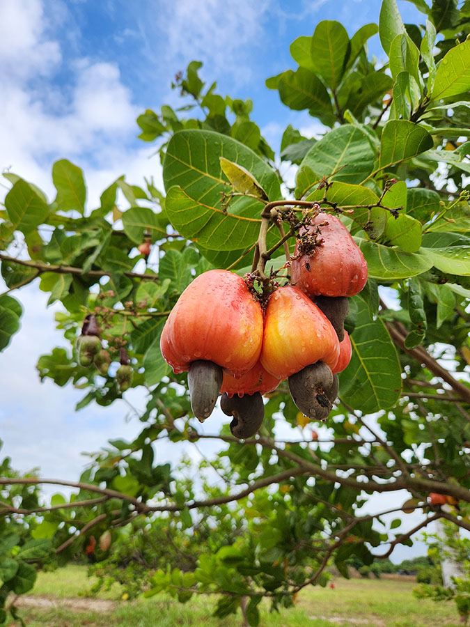 Nova cultivar BRS 805 reforça a produção de caju no Ceará cajucultura tecnificação Embrapa Ceará castanha