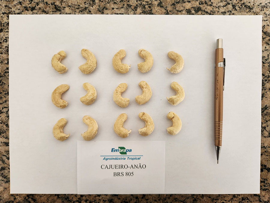 Nova cultivar BRS 805 reforça a produção de caju no Ceará cajucultura tecnificação Embrapa Ceará castanha