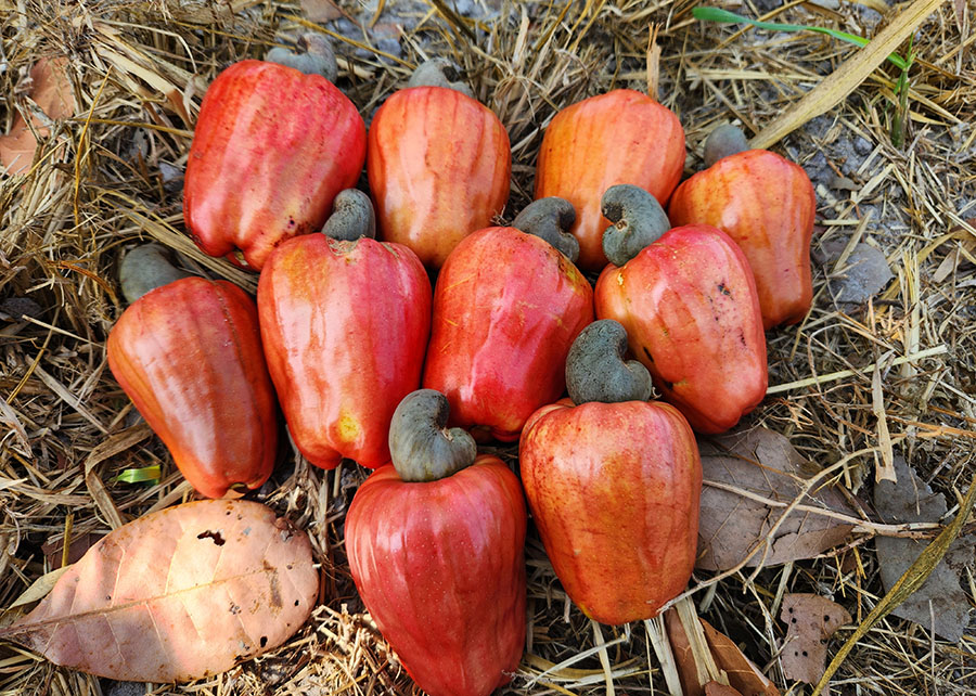 Nova cultivar BRS 805 reforça a produção de caju no Ceará cajucultura tecnificação Embrapa Ceará castanha