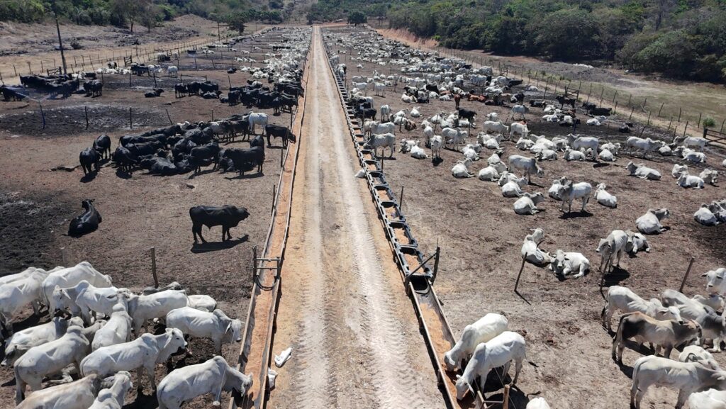 Gado confinado boitel Cooperativa Pindorama